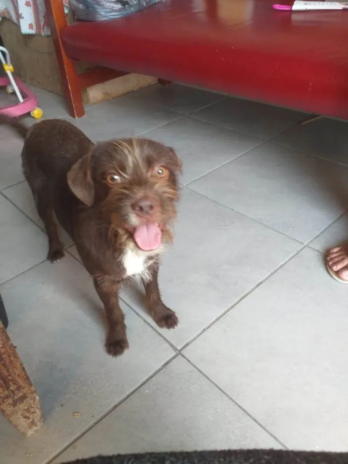 Cachorro ra a Vira lata idade 7 a 11 meses nome Bigodinho