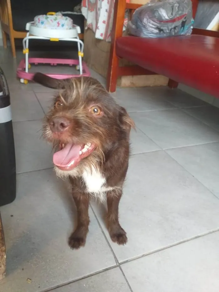 Cachorro ra a Vira lata idade 7 a 11 meses nome Bigodinho