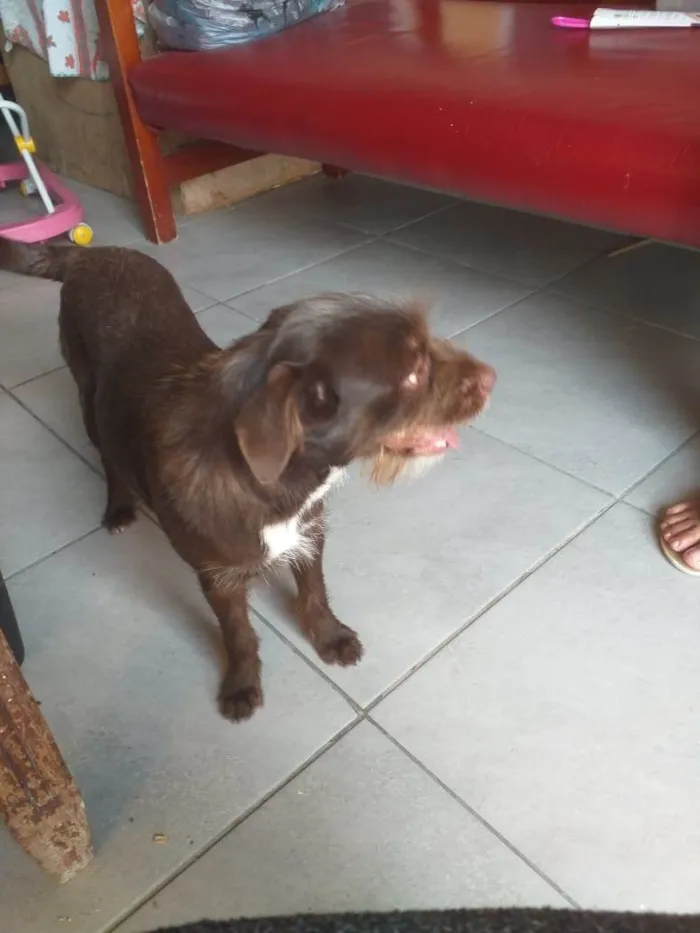 Cachorro ra a Vira lata idade 7 a 11 meses nome Bigodinho