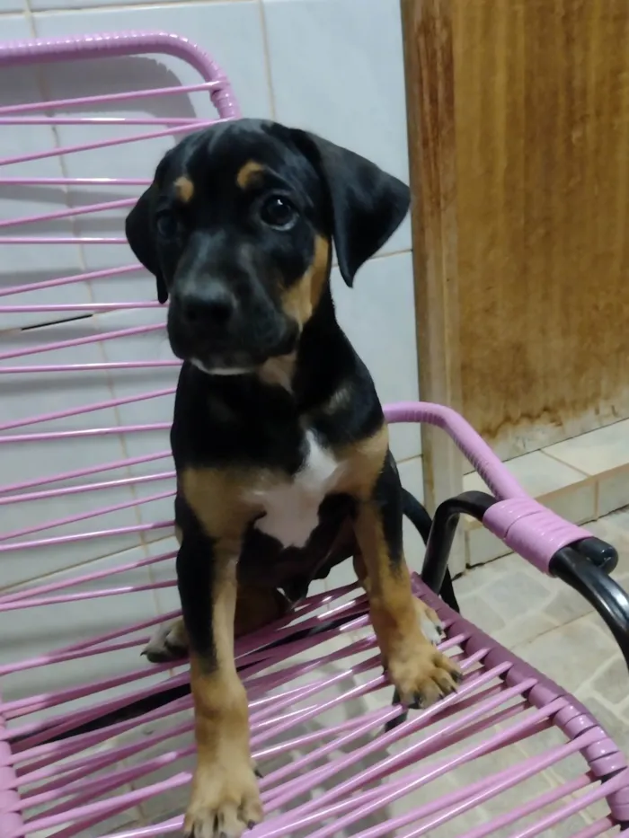 Cachorro ra a Sem raça definida  idade Abaixo de 2 meses nome Sem nome