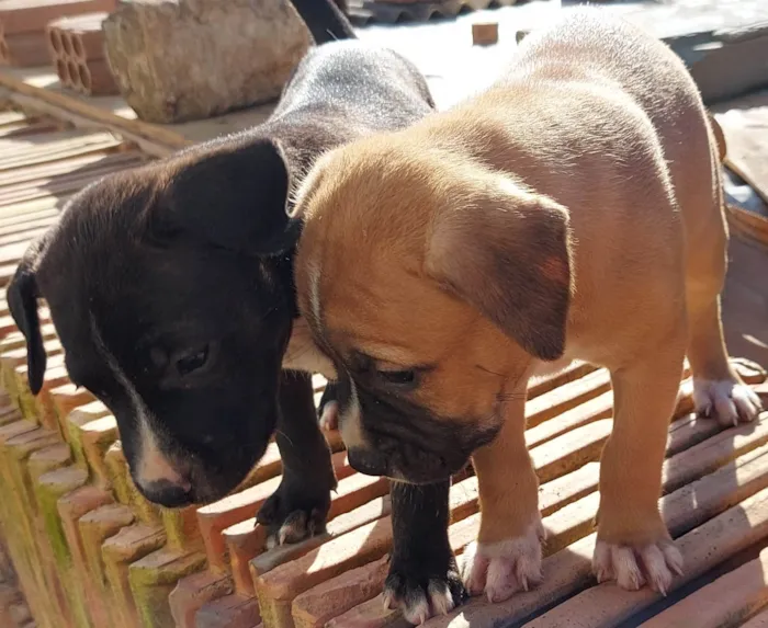 Cachorro ra a  idade Abaixo de 2 meses nome 8 nomes 