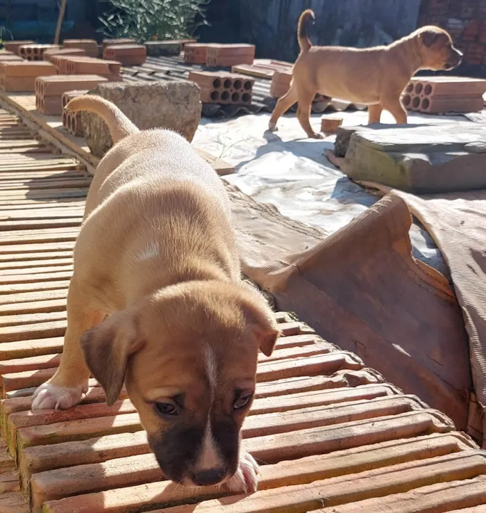 Cachorro ra a  idade Abaixo de 2 meses nome 8 nomes 