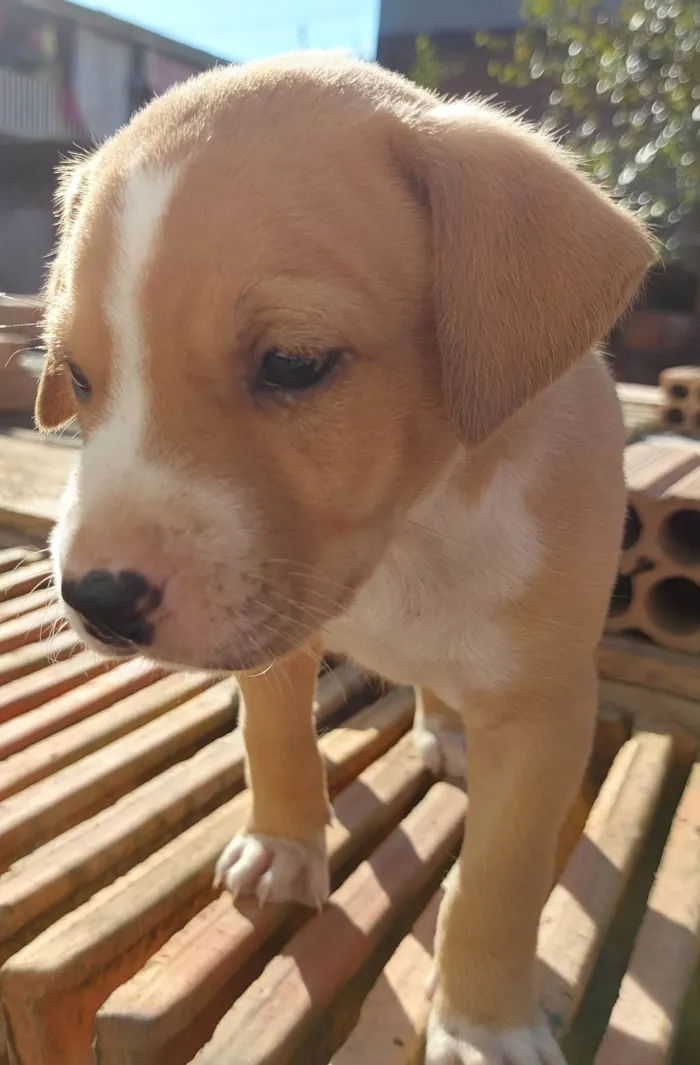 Cachorro ra a  idade Abaixo de 2 meses nome 8 nomes 