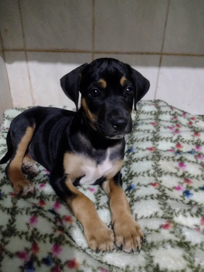 Cachorro ra a Sem raça definida  idade Abaixo de 2 meses nome Sem nome