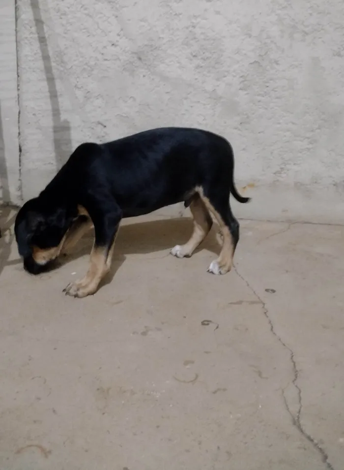 Cachorro ra a Sem raça definida  idade Abaixo de 2 meses nome Sem nome