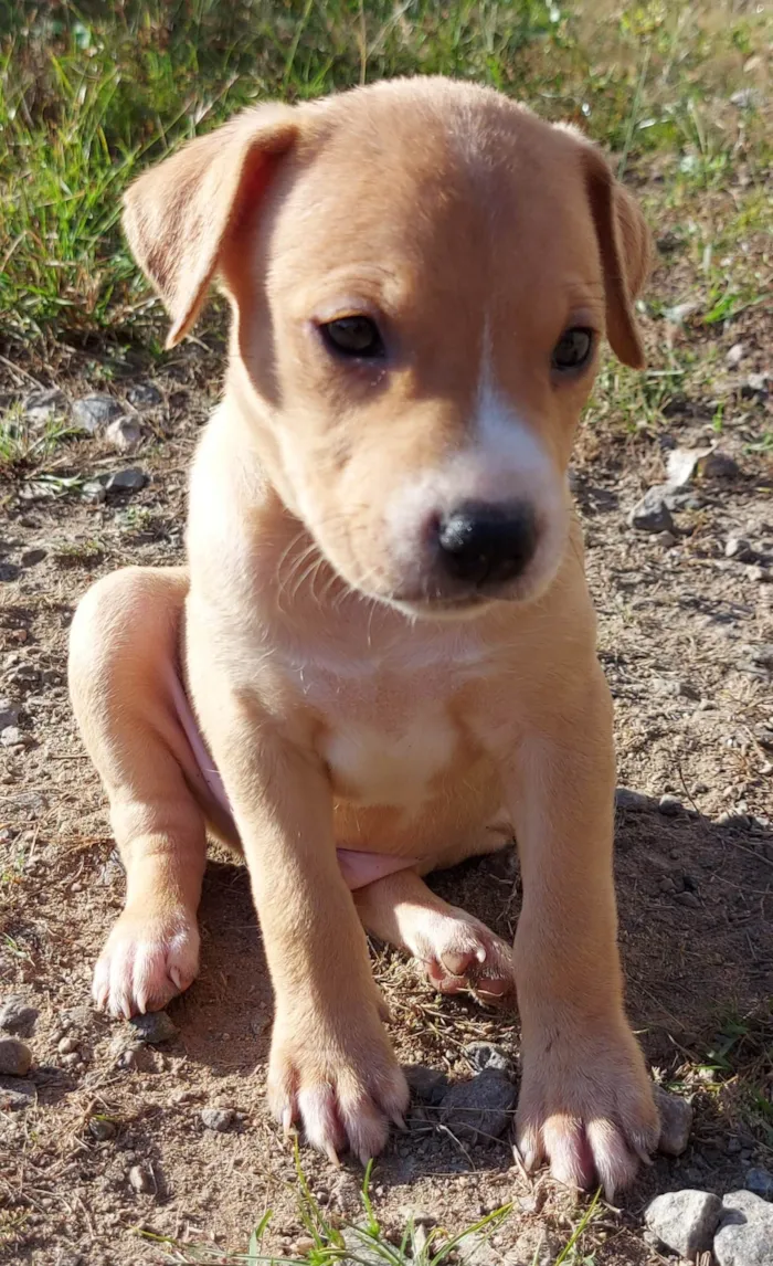 Cachorro ra a  idade Abaixo de 2 meses nome 8 nomes 