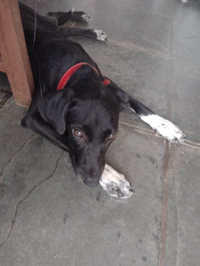 Cachorro ra a vira lata idade 7 a 11 meses nome Doguinho