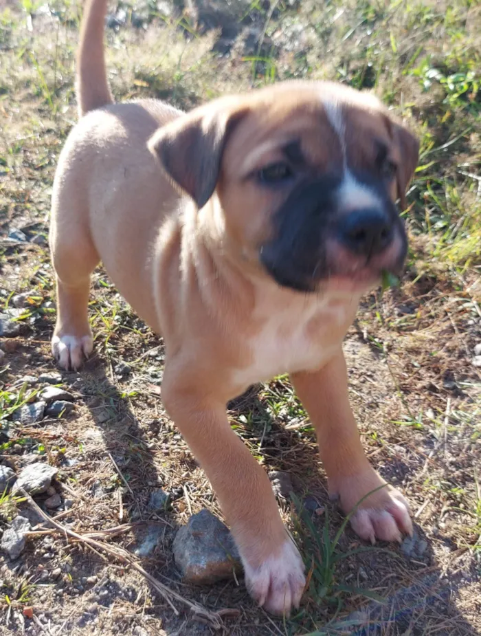 Cachorro ra a  idade Abaixo de 2 meses nome 8 nomes 