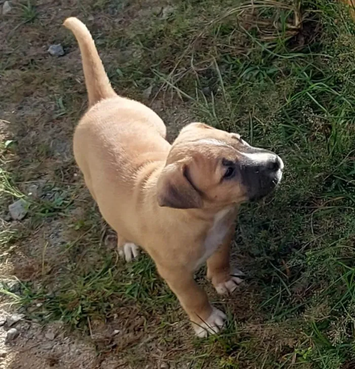 Cachorro ra a  idade Abaixo de 2 meses nome 8 nomes 