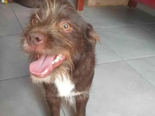 Cachorro ra a Vira lata idade 7 a 11 meses nome Bigodinho