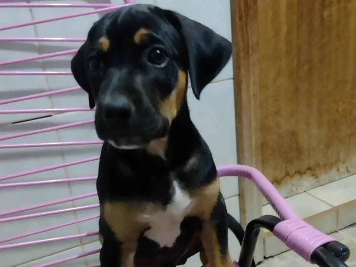 Cachorro ra a Sem raça definida  idade Abaixo de 2 meses nome Sem nome