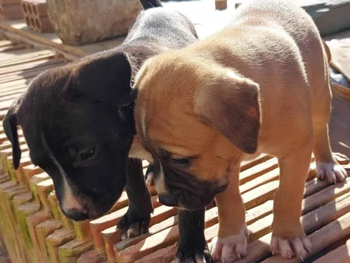 Cachorro ra a  idade Abaixo de 2 meses nome 8 nomes 