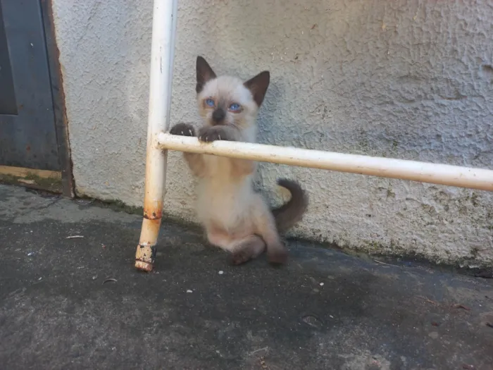 Gato ra a Tai (siamês) idade Abaixo de 2 meses nome Sem Nome