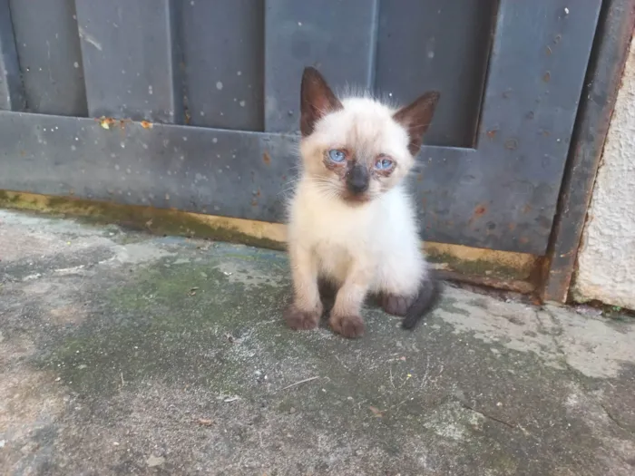 Gato ra a Tai (siamês) idade Abaixo de 2 meses nome Sem Nome