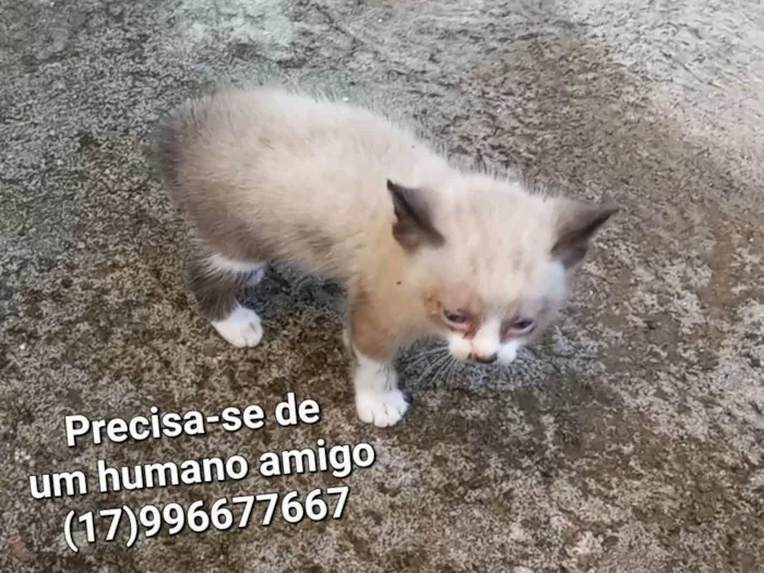 Gato ra a Mestiço com raça Tai idade Abaixo de 2 meses nome Miú