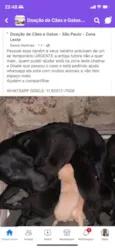 Cachorro raça Canina Vira lata idade 2 anos nome Agata