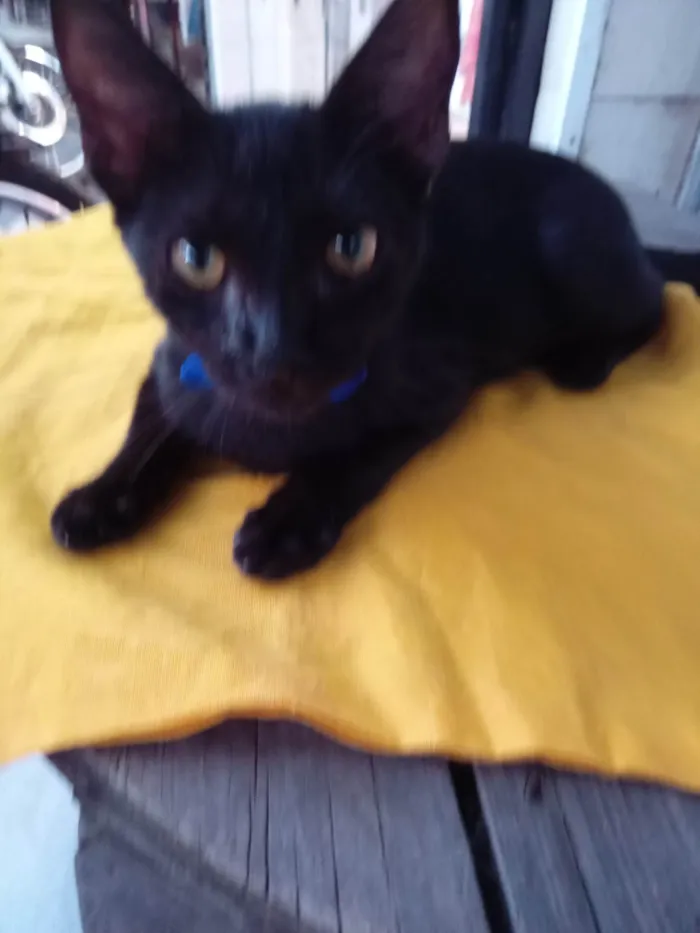 Gato ra a Comum idade 2 a 6 meses nome Black