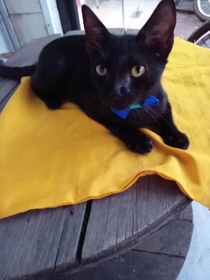 Gato ra a Comum idade 2 a 6 meses nome Black