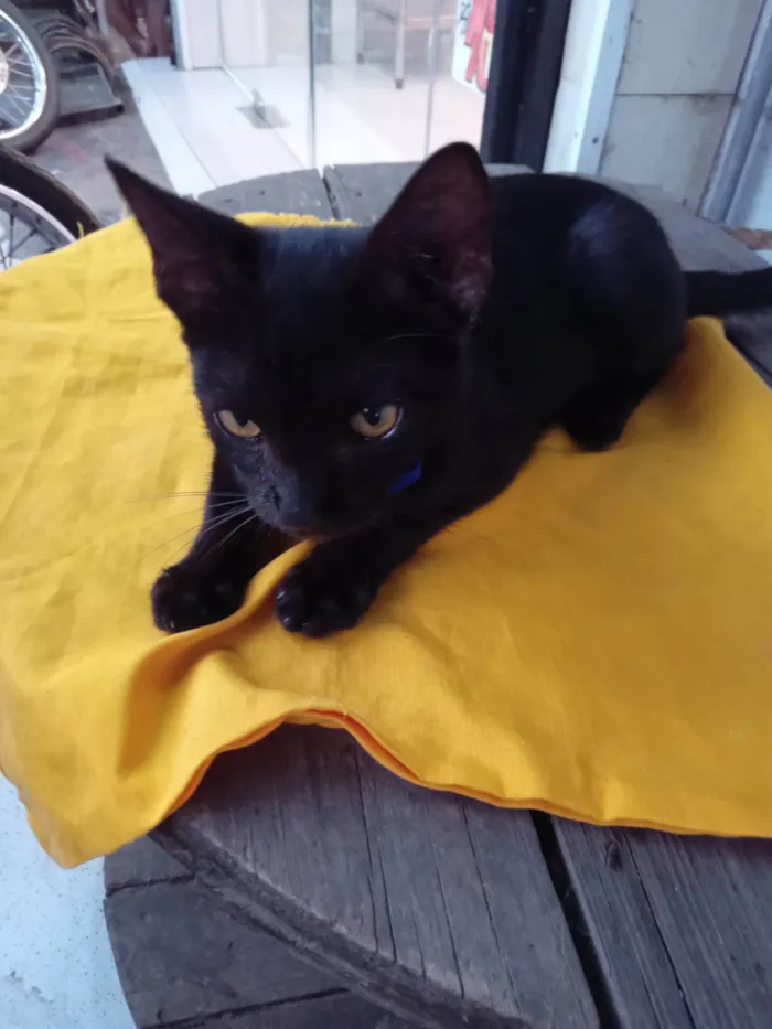 Gato ra a Comum idade 2 a 6 meses nome Black