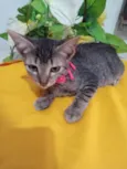 Tigresa