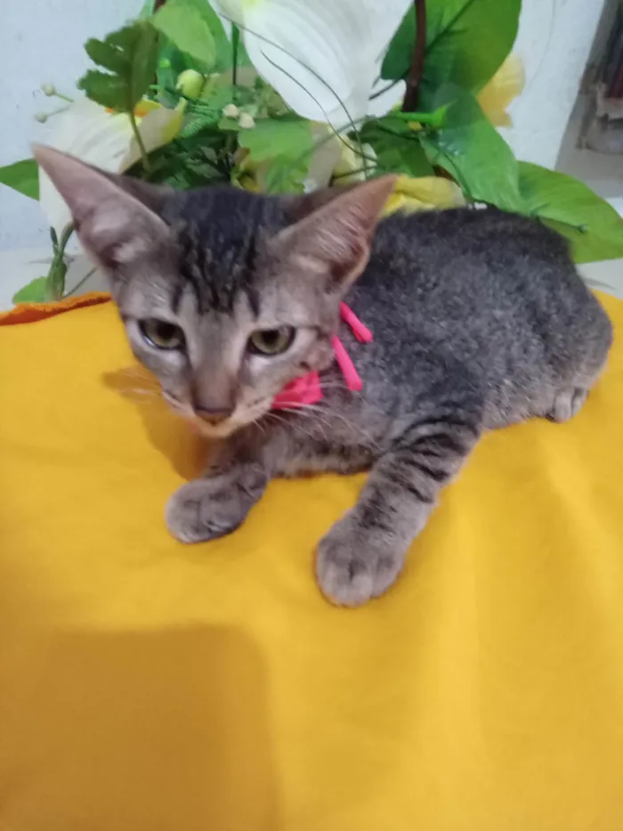 Gato ra a Comum tigresa idade 2 a 6 meses nome Tigresa