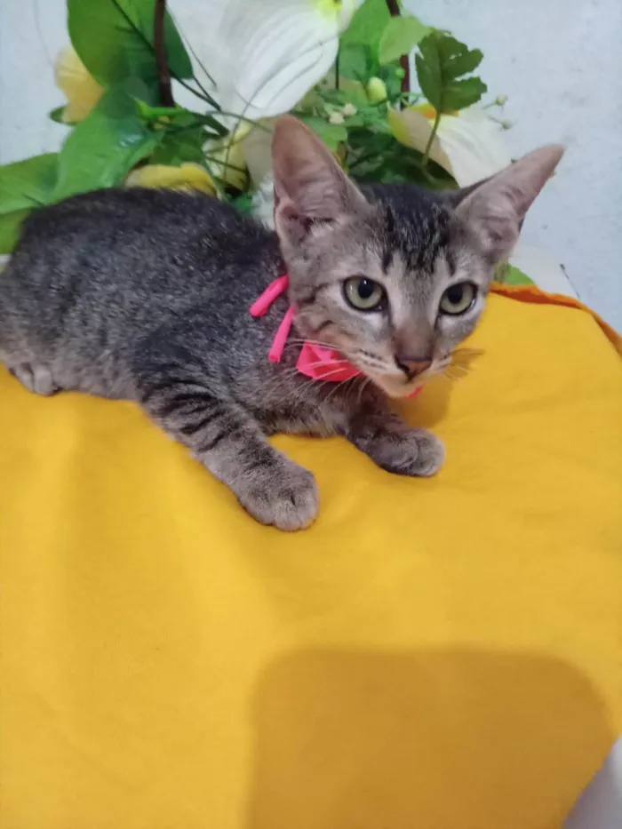 Gato ra a Comum tigresa idade 2 a 6 meses nome Tigresa