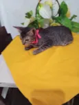 Tigresa