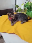 Tigresa