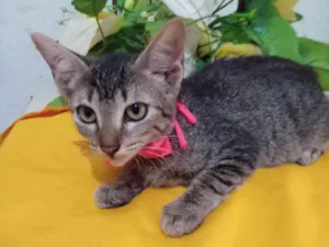 Gato raça Comum tigresa idade 2 a 6 meses nome Tigresa
