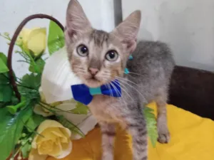 Gato raça Comum tigrado idade 2 a 6 meses nome Fofucho