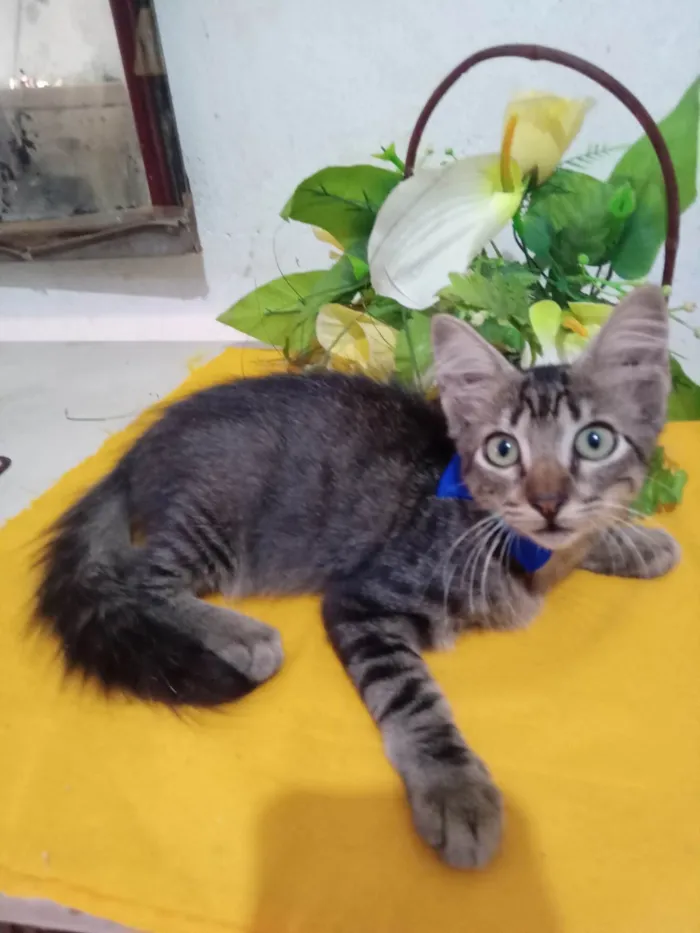 Gato ra a Comum peludo idade 2 a 6 meses nome Peludinho