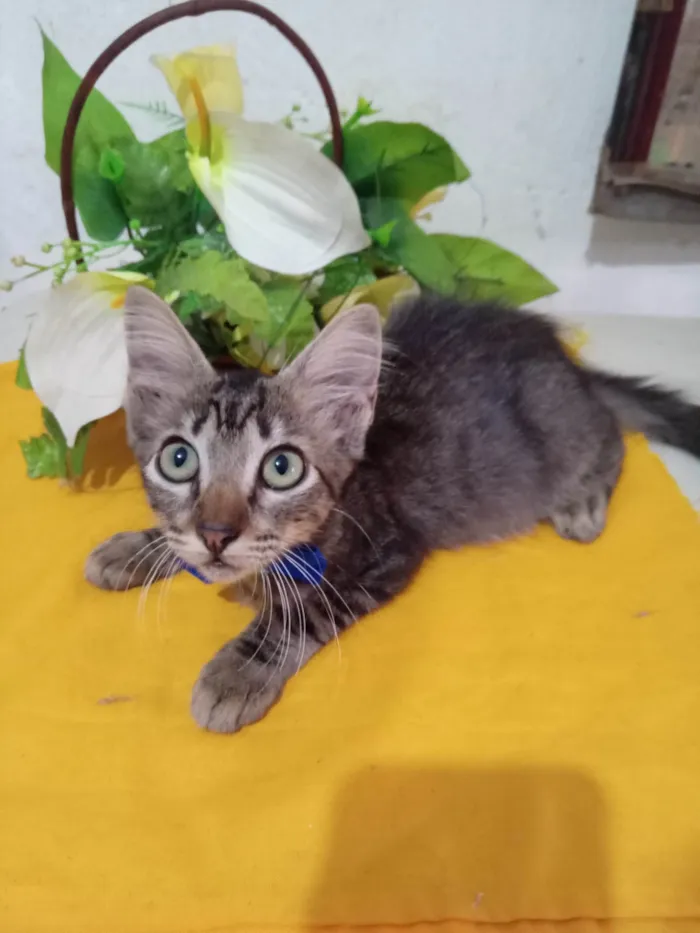 Gato ra a Comum peludo idade 2 a 6 meses nome Peludinho