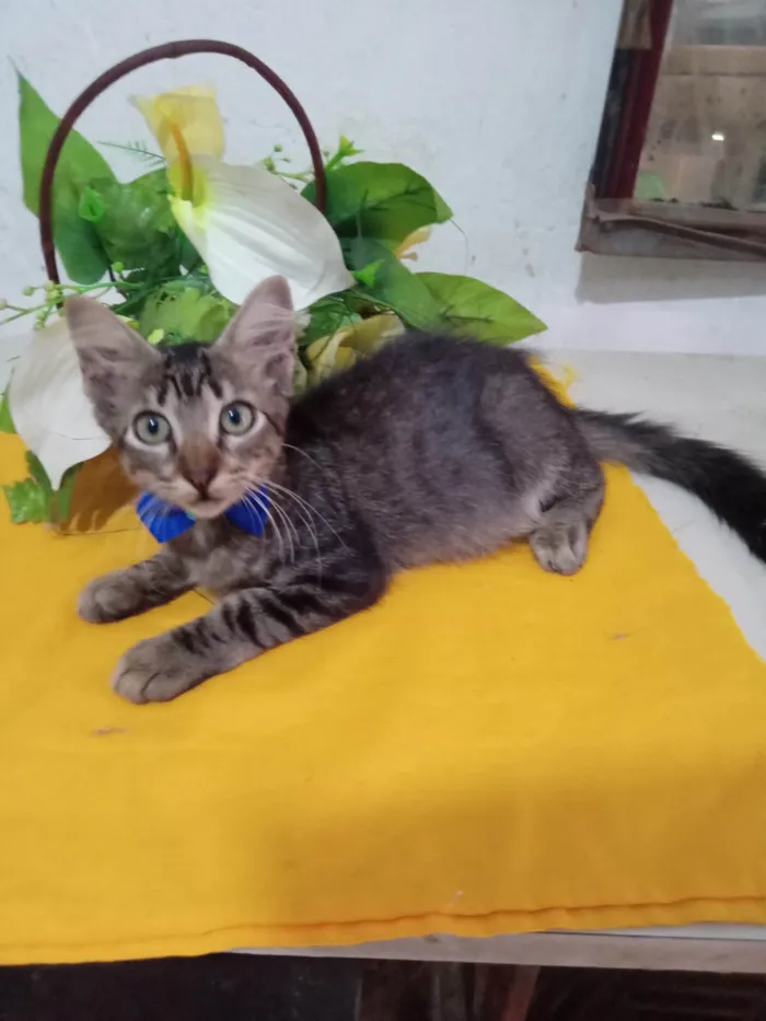 Gato ra a Comum peludo idade 2 a 6 meses nome Peludinho