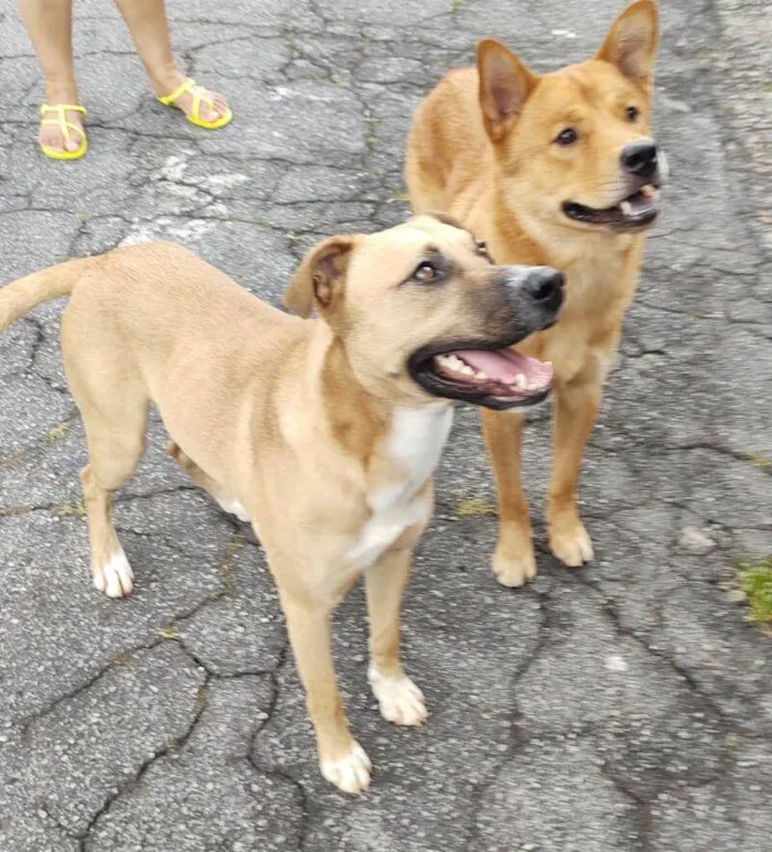 Cachorro ra a SRD-ViraLata idade 2 anos nome Não sei