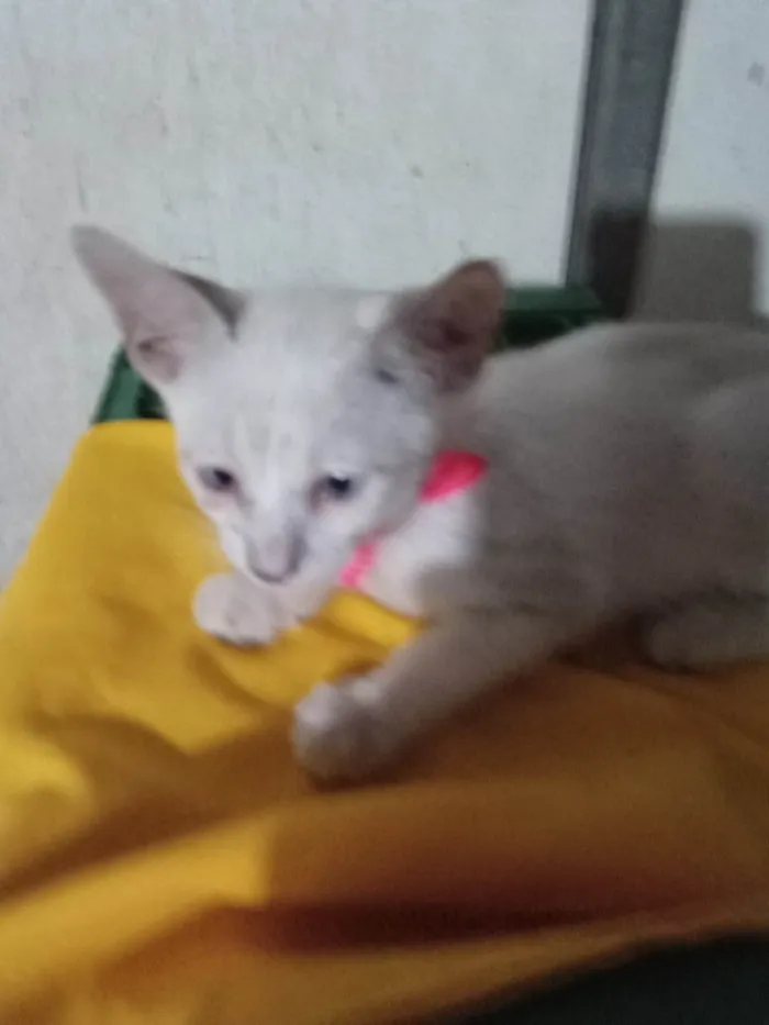 Gato ra a Comum idade 2 a 6 meses nome Lili