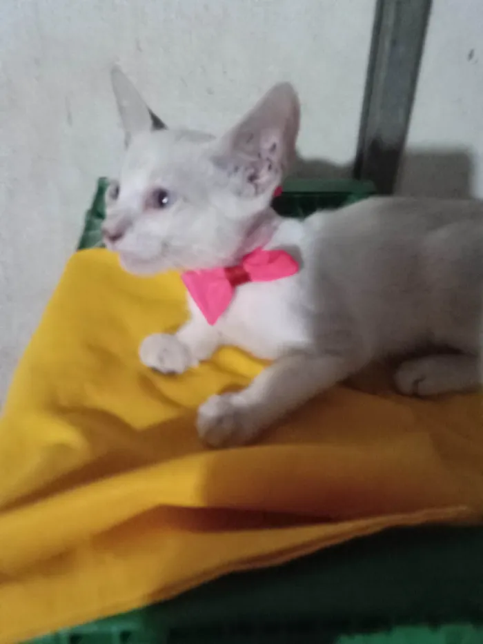 Gato ra a Comum idade 2 a 6 meses nome Lili