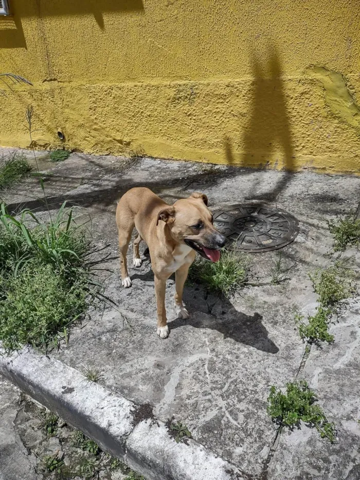 Cachorro ra a SRD-ViraLata idade 2 anos nome Não sei