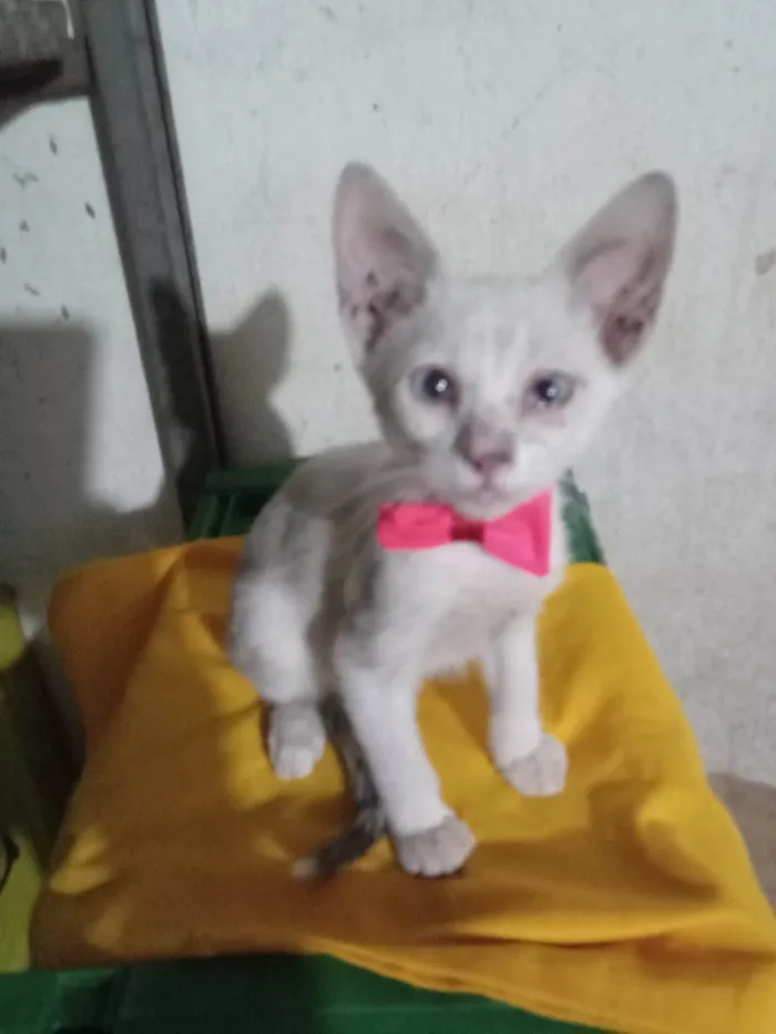 Gato ra a Comum idade 2 a 6 meses nome Lili