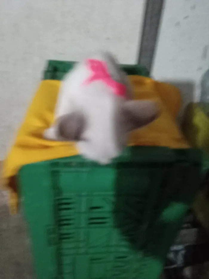 Gato ra a Comum idade 2 a 6 meses nome Lili