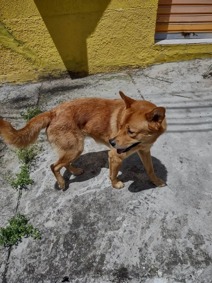 Cachorro ra a SRD-ViraLata idade 2 anos nome Não sei