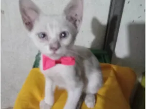 Gato raça Comum idade 2 a 6 meses nome Lili