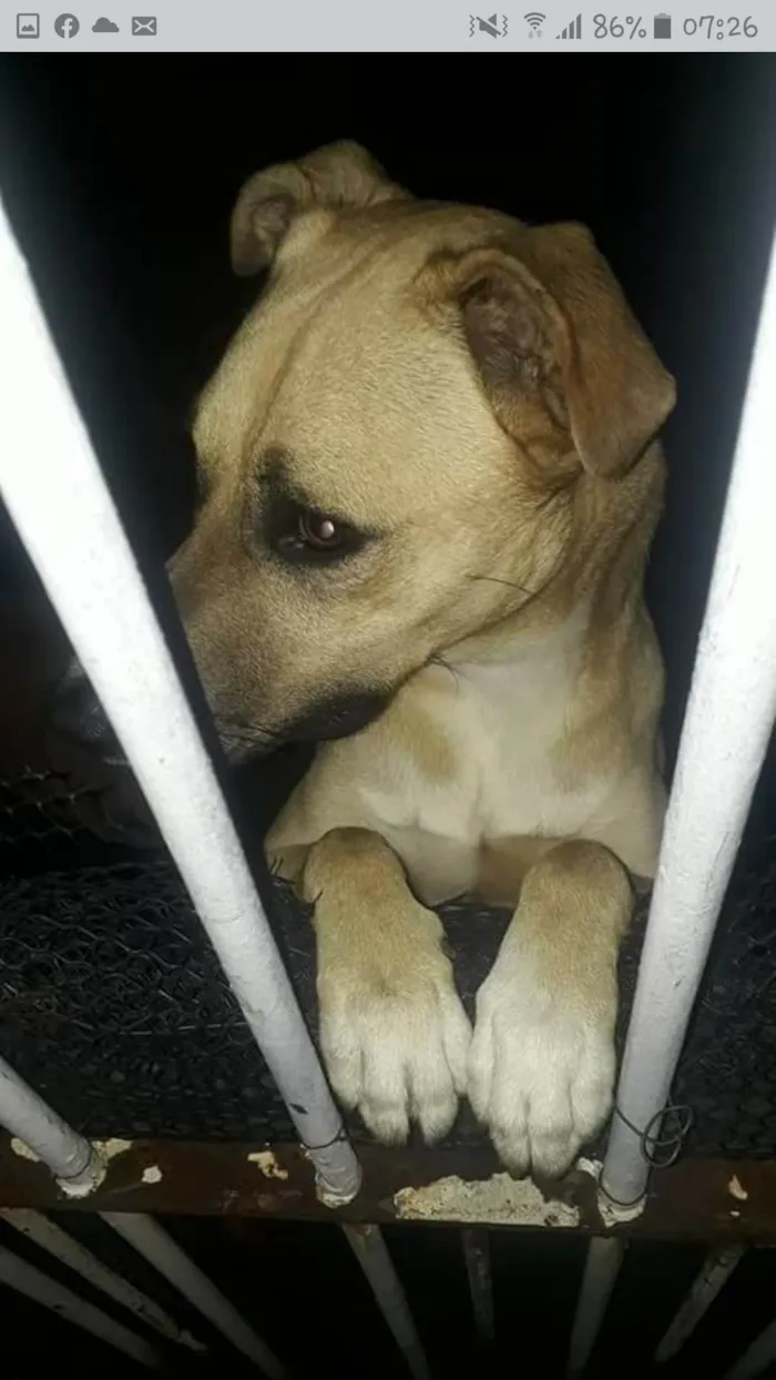 Cachorro ra a SRD-ViraLata idade 2 anos nome Não sei