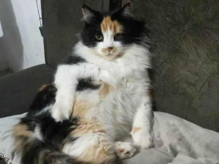 Gato ra a Tricolor idade 6 ou mais anos nome GRATIFICA - Belinha