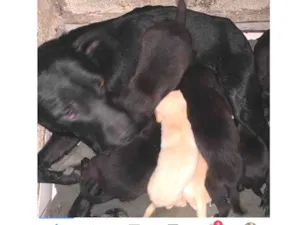 Cachorro raça Canina Vira lata idade 2 anos nome Agata