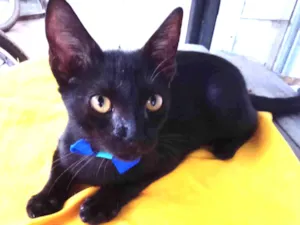 Gato raça Comum idade 2 a 6 meses nome Black