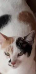 Isa