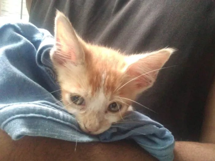 Gato ra a  idade Abaixo de 2 meses nome Não sei 