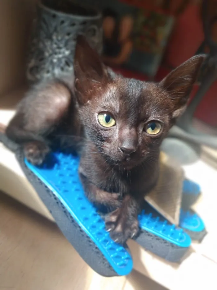 Gato ra a Srd idade 2 a 6 meses nome Denzel 