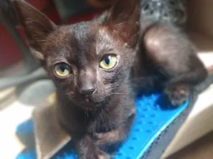 Gato raça Srd idade 2 a 6 meses nome Denzel 