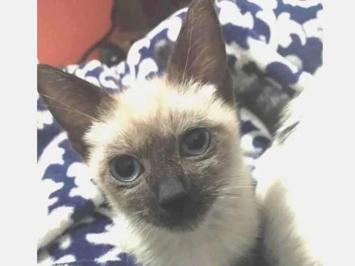 Gato ra a Srd idade 2 a 6 meses nome Brad